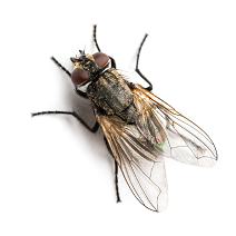 Musca domestica